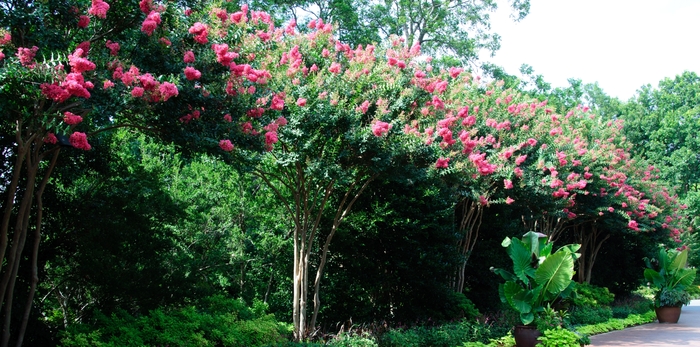 'Tuscarora' Crapemyrtle - Lagerstroemia indica x fauriei from Miller Landscaping Supply