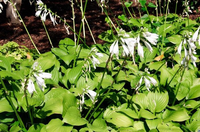 'Royal Standard' Hosta, Plantain Lily - Hosta from Miller Landscaping Supply