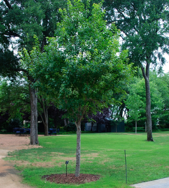 'Sun Valley' Red Maple - Acer rubrum from Miller Landscaping Supply