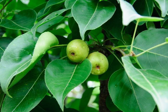 'Communis Bartlett' Pear - Pyrus from Miller Landscaping Supply