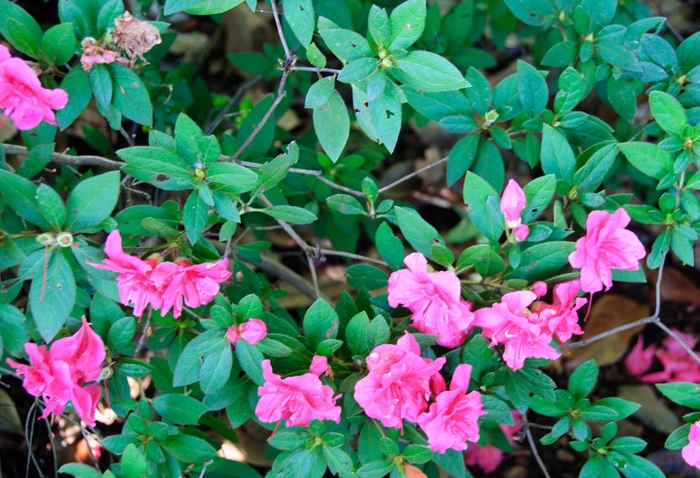 Encore® 'Autumn Rouge®' - Rhododendron (Azalea) from Miller Landscaping Supply