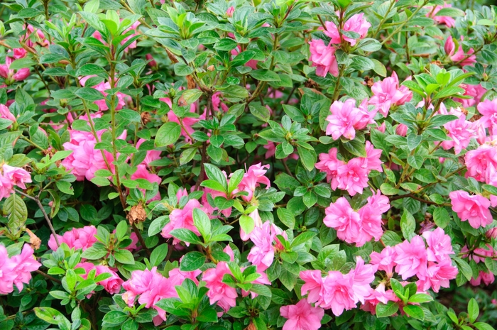 Encore® 'Autumn Carnation®' - Rhododendron (Azalea) from Miller Landscaping Supply