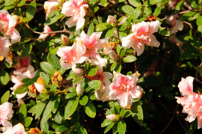 Encore® 'Autumn Belle®' - Rhododendron (Azalea) from Miller Landscaping Supply