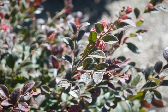 'Daruma' Chinese Fringeflower - Loropetalum chinense var. rubrum from Miller Landscaping Supply