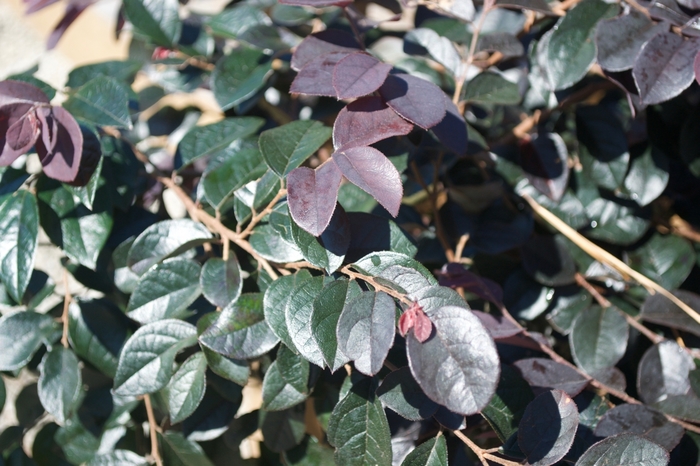 'Dark Fire' Chinese Fringe-flower - Loropetalum chinense from Miller Landscaping Supply