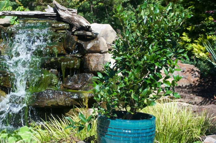 'Recurvifolium' Curled-Leaf Privet - Ligustrum japonicum from Miller Landscaping Supply