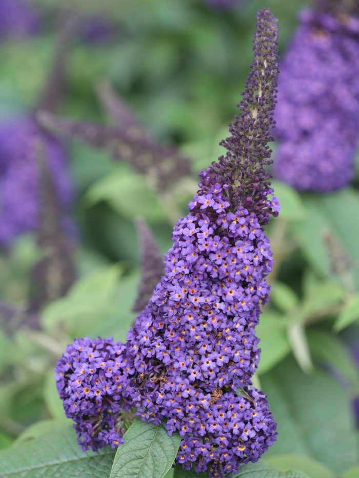 'Pugster Blue®' Butterfly Bush - Buddleia from Miller Landscaping Supply