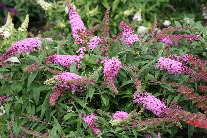 Pugster Pink® Butterfly Bush - Buddleia 'SMNBDPT' from Miller Landscaping Supply