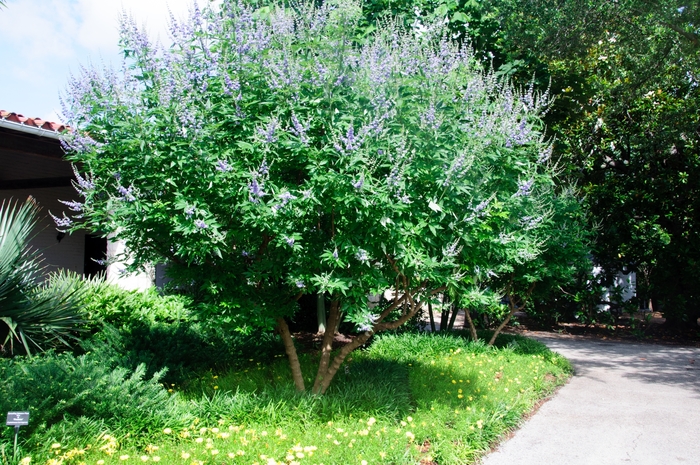 'Shoal Creek' Chaste Tree - Vitex agnus-castus from Miller Landscaping Supply