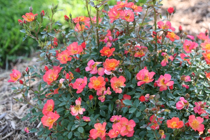 'Oso Easy Hot Paprika®' Rose - Rosa from Miller Landscaping Supply