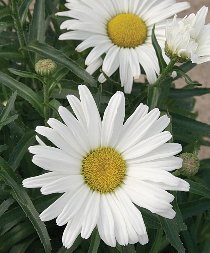 Amazing Daisies® 'Daisy May®' - Leucanthemum x superbum (Shasta Daisy) from Miller Landscaping Supply