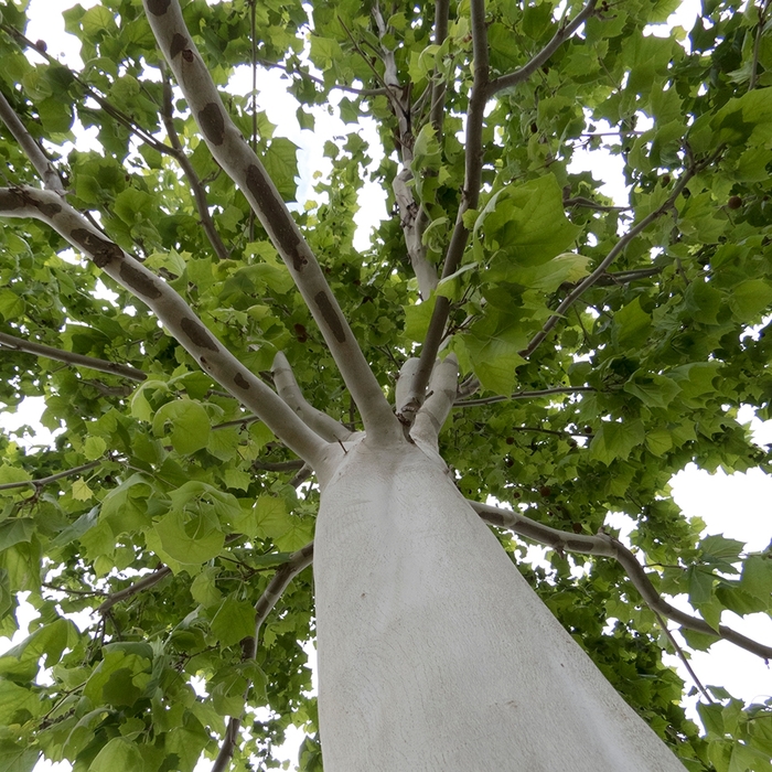 'Silverwood™' Sycamore - Platanus occidentalis from Miller Landscaping Supply