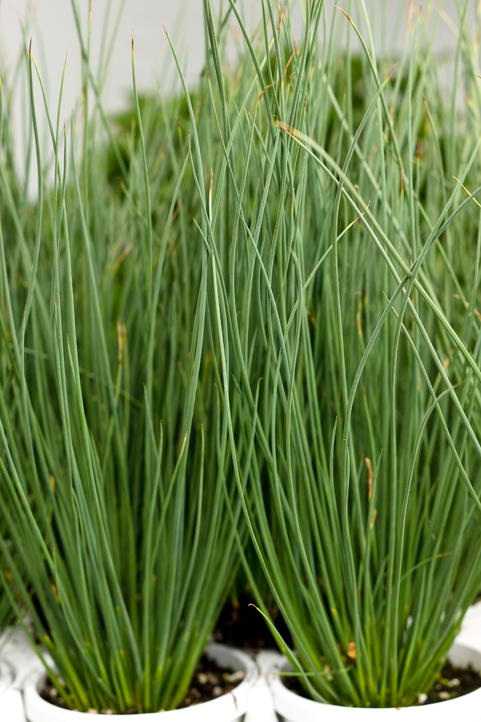 Graceful Grasses® 'Blue Mohawk' - Juncus Inflexus (Soft Rush) from Miller Landscaping Supply