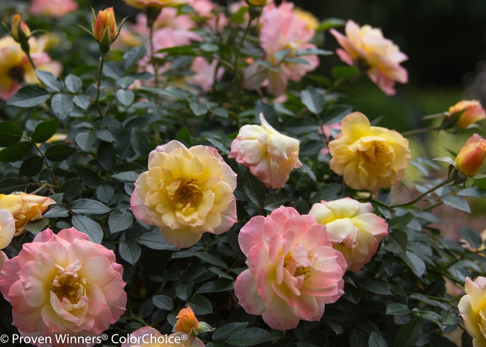 'Oso Easy Italian Ice®' Rose - Rosa from Miller Landscaping Supply