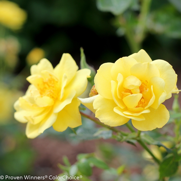 'Oso Easy Lemon Zest®' Landscape Rose - Rosa from Miller Landscaping Supply