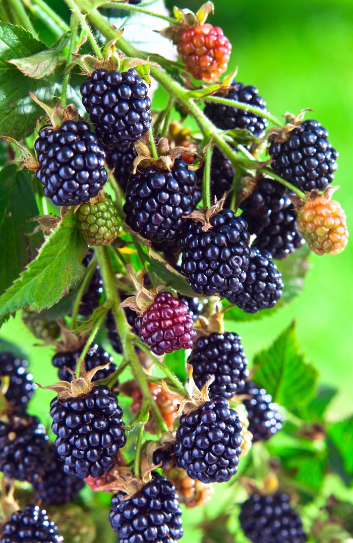 'Arapaho' Blackberry - Rubus from Miller Landscaping Supply