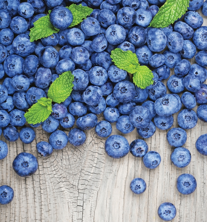 'Jersey' Blueberry - Vaccinium corymbosum from Miller Landscaping Supply