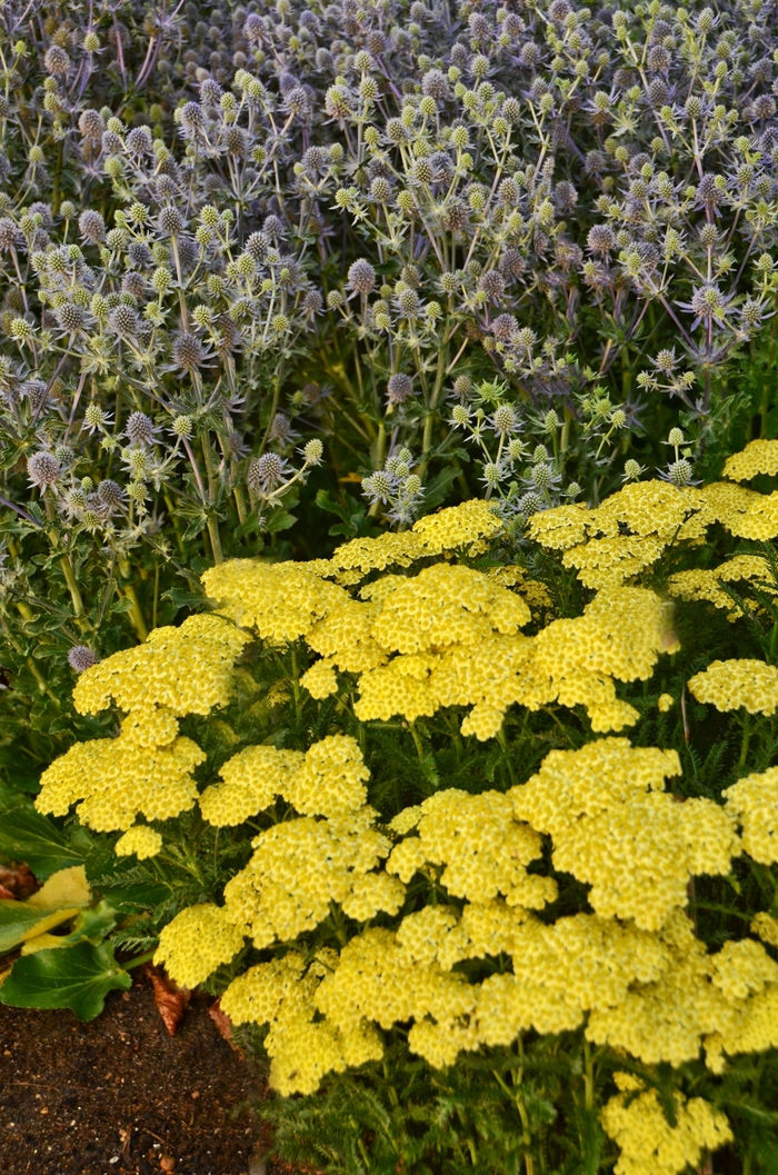 'Sunny Seduction' - Achillea millefolium (Yarrow) from Miller Landscaping Supply