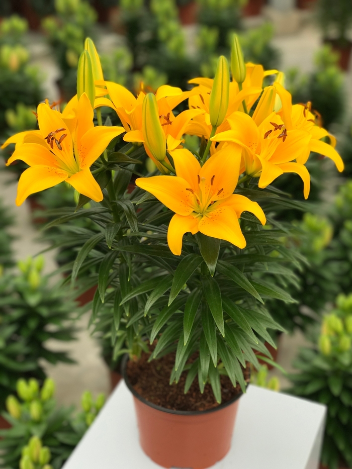 Lily Looks ''Tiny Bee'' - Lilium asiaticum (Asiatic Lily) from Miller Landscaping Supply