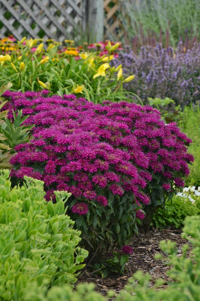 Sugar Buzz® ''Grape Gumball'' - Monarda didyma (Bee Balm, Bergamot) from Miller Landscaping Supply