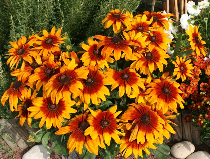 Rising Sun - Rudbeckia hirta from Miller Landscaping Supply
