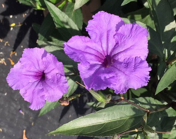 Machu™ 'Purple Showers' - Ruellia simplex (Mexican Petunia) from Miller Landscaping Supply