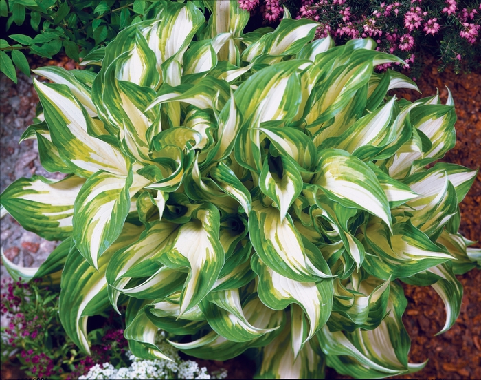 'Mediovariegata' Hosta, Plantain Lily - Hosta undulata from Miller Landscaping Supply