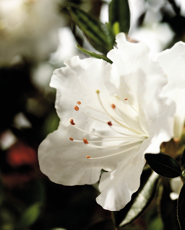 Encore® 'Autumn Angel®' - Rhododendron (Azalea) from Miller Landscaping Supply