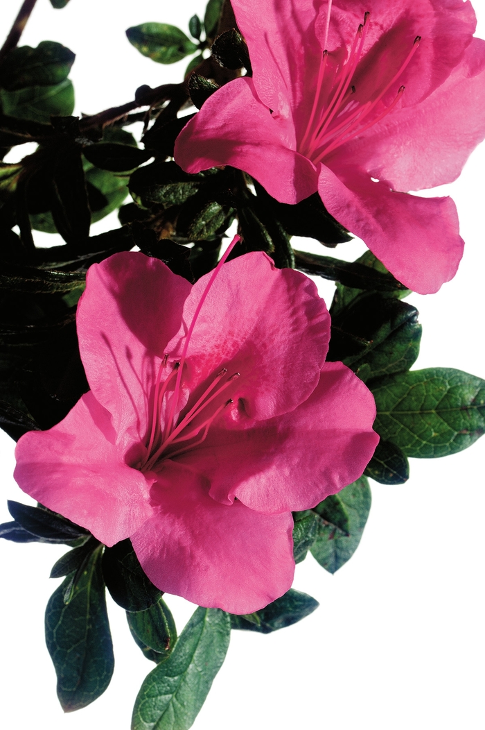 Encore® 'Autumn Carnival®' - Rhododendron (Azalea) from Miller Landscaping Supply