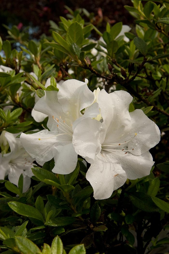 Encore® 'Autumn Ivory®' - Rhododendron (Azalea) from Miller Landscaping Supply