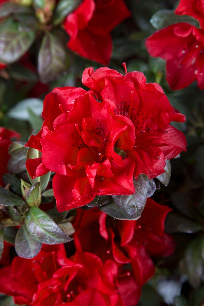 Encore® 'Autumn Fire®' - Rhododendron (Azalea) from Miller Landscaping Supply