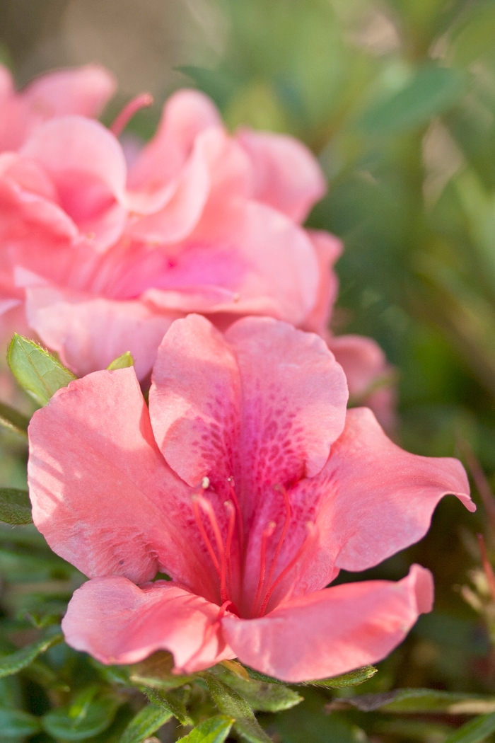 Encore® 'Autumn Coral®' - Rhododendron (Azalea) from Miller Landscaping Supply