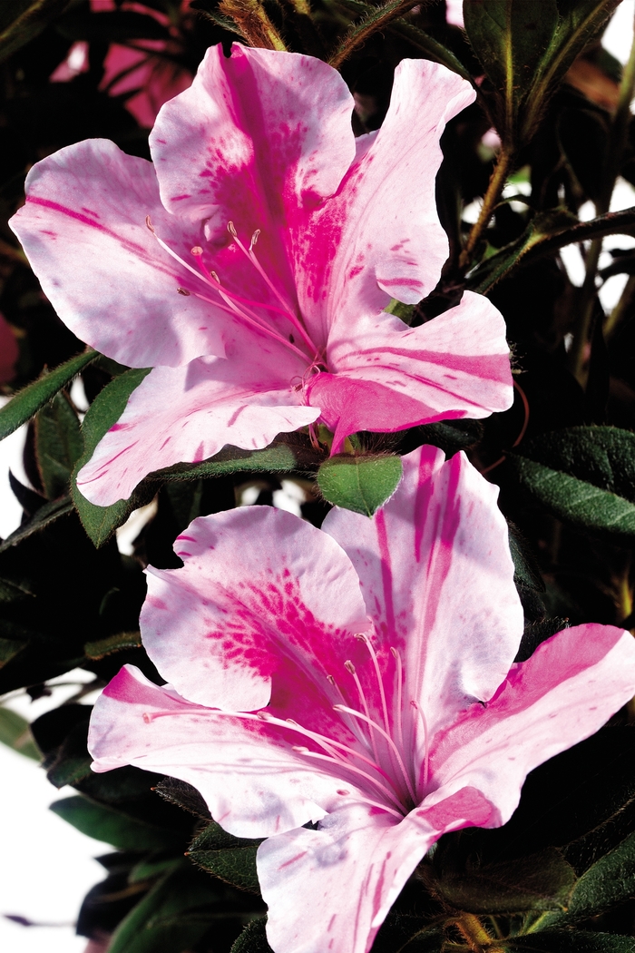 Encore® 'Autumn Twist®' - Rhododendron (Azalea) from Miller Landscaping Supply