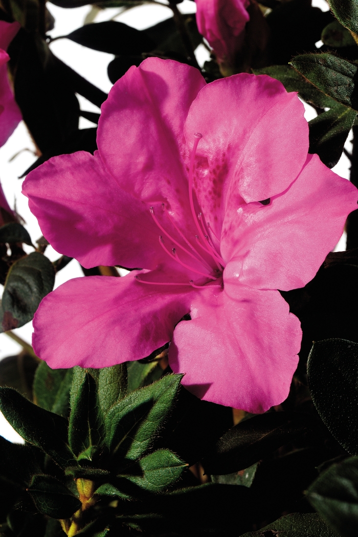 Encore® 'Autumn Sangria®' - Rhododendron (Azalea) from Miller Landscaping Supply