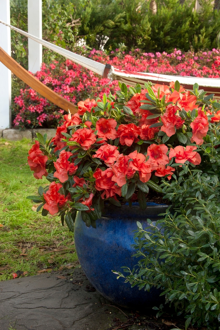 Encore® 'Autumn Embers™' - Rhododendron (Azalea) from Miller Landscaping Supply