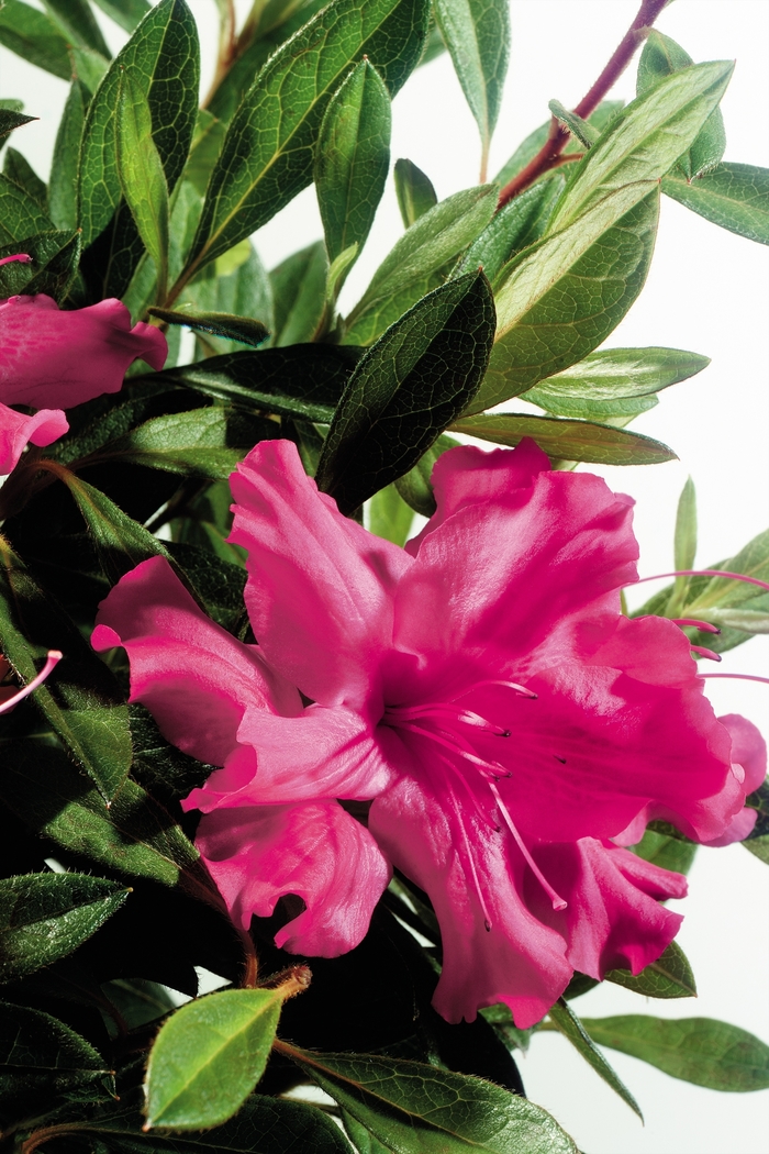 Encore® 'Autumn Sundance™' - Rhododendron (Azalea) from Miller Landscaping Supply