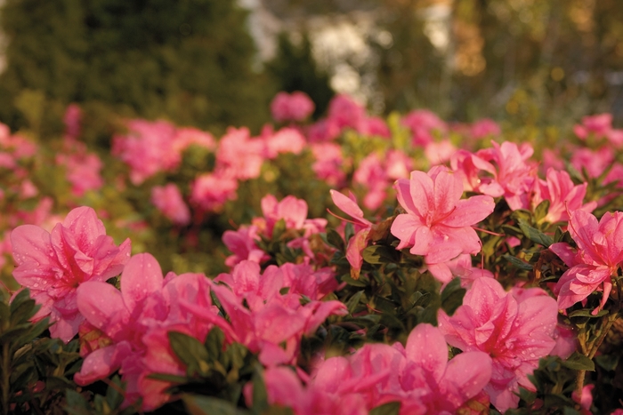 Encore® 'Autumn Empress™' - Rhododendron (Azalea) from Miller Landscaping Supply