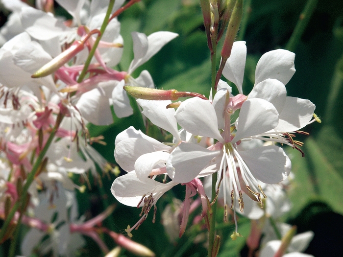 Stratosphere™ 'White' - Gaura lindheimeri (Butterfly Flower) from Miller Landscaping Supply