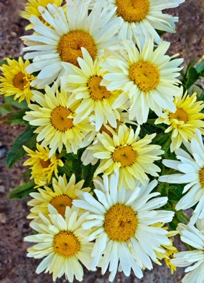 Amazing Daisies® 'Banana Cream' - Leucanthemum x superbum (Shasta Daisy) from Miller Landscaping Supply