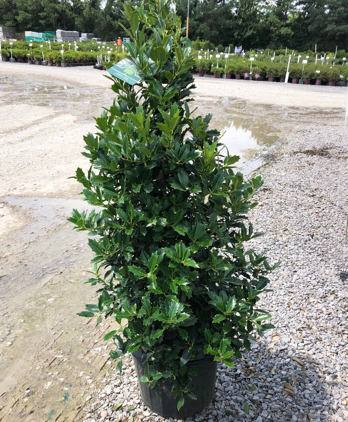 'Oak Leaf™' Red Holly - Ilex COPY from Miller Landscaping Supply