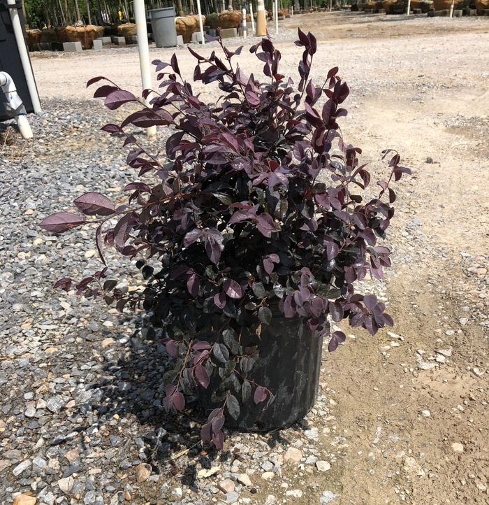 'Ruby' Chinese Fringe Flower - Loropetalum chinense from Miller Landscaping Supply