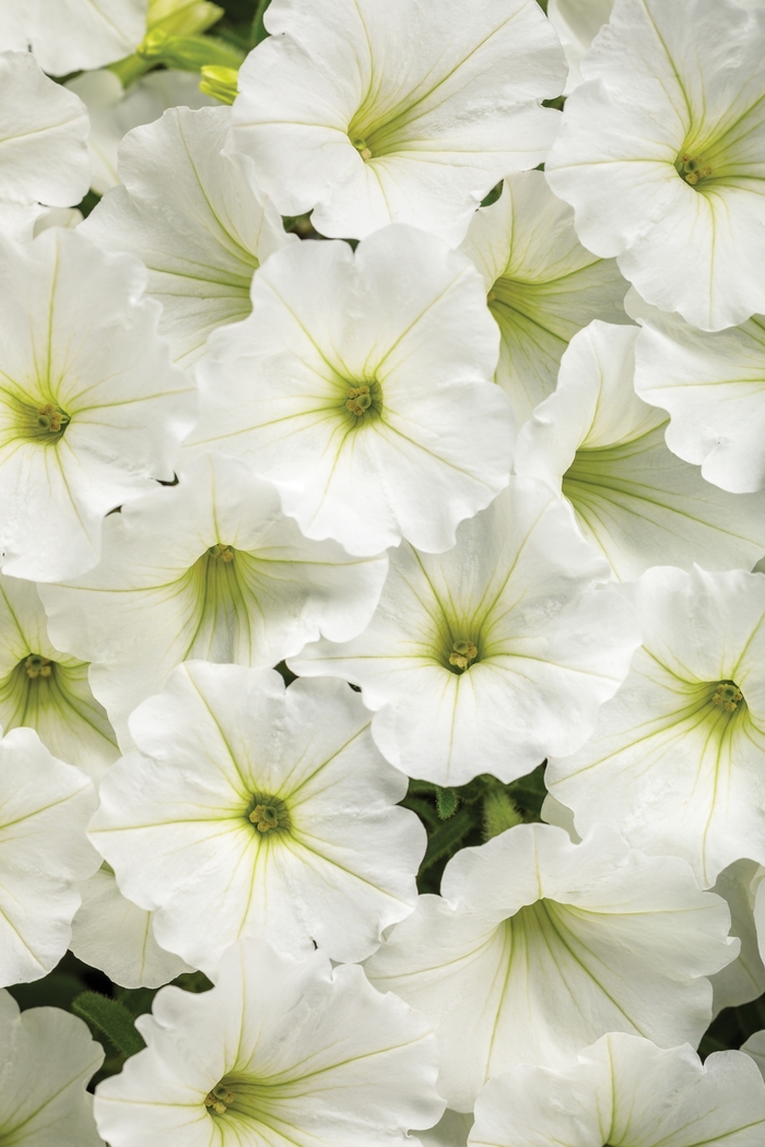 Supertunia Vista® 'Snowdrift™' - Petunia from Miller Landscaping Supply