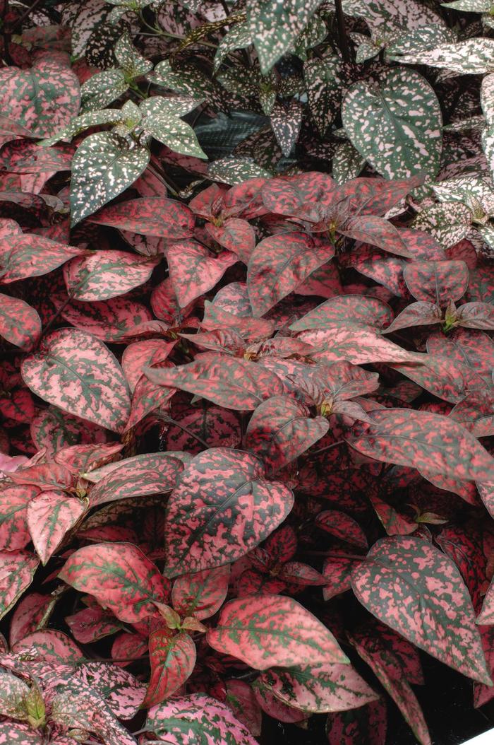 Splash 'MIX' - Hypoestes phyllostachya (Polka Dot Plant) from Miller Landscaping Supply