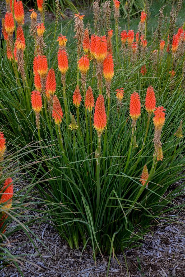 'Jackpot' Red Hot Poker - Kniphofia from Miller Landscaping Supply