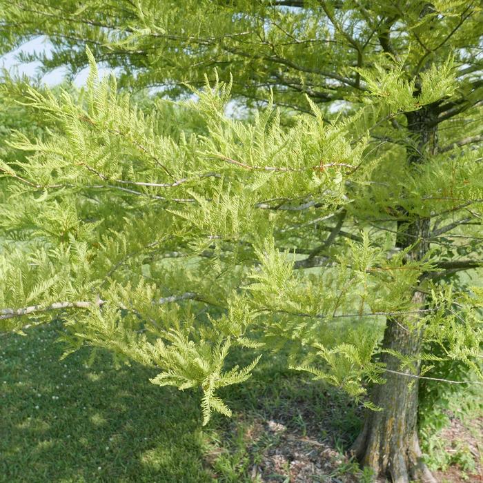 Bald Cypress - Taxodium distichum from Miller Landscaping Supply