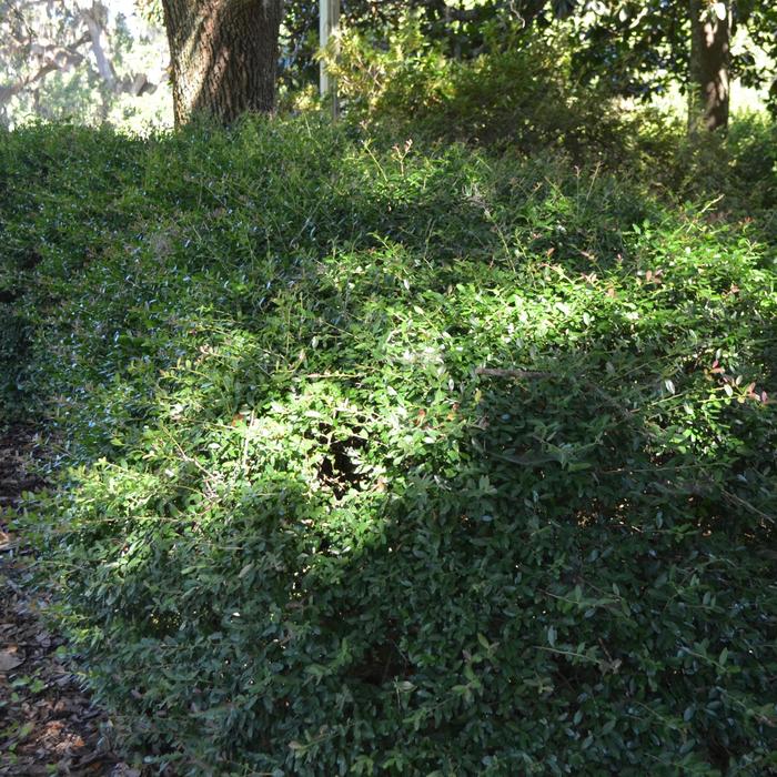 'Nana' Dwarf Yaupon Holly - Ilex vomitoria from Miller Landscaping Supply