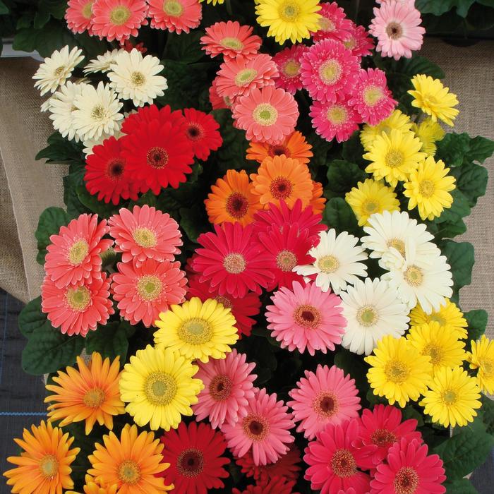 'Mix' Gerber Daisy - Gerbera jamesonii from Miller Landscaping Supply