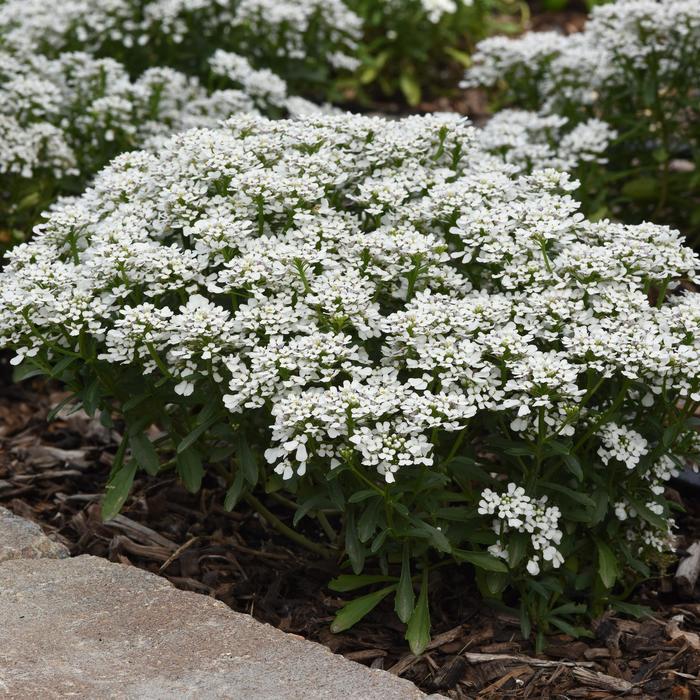 'Summer Snowdrift' Candytuft - Iberis amara from Miller Landscaping Supply