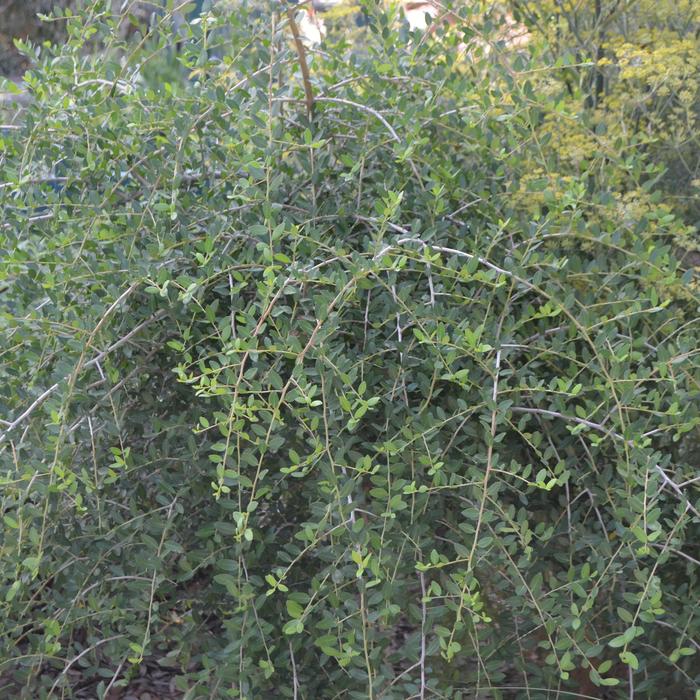 'Pendula' Weeping Yaupon Holly - Ilex vomitoria from Miller Landscaping Supply