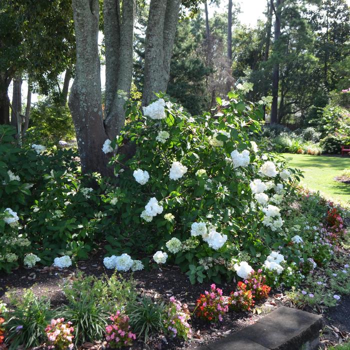 Vanilla Strawberry™ - Hydrangea paniculata from Miller Landscaping Supply